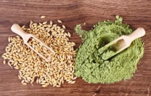Semínka ječmene a prášek ze zeleného ječmene