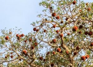 plody baobabu na strome
