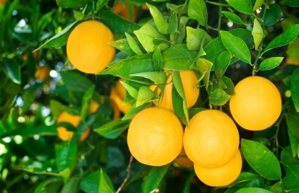 pomeranče na stromě