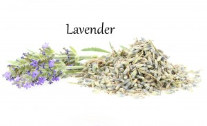levandule lavender