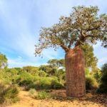 baobab strom