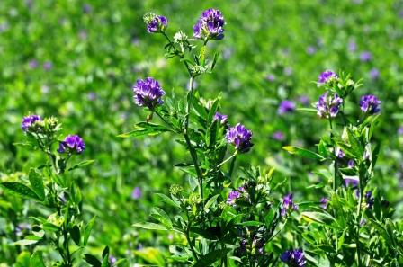 lucerna setá, Alfalfa, květ a rostlina