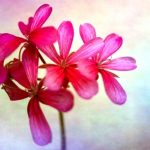 fialový muškátový květ