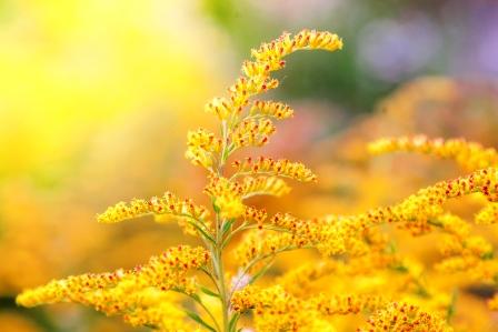 žluté květy zlatobyle