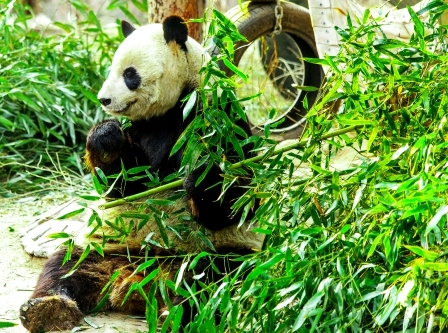 panda je vyhonky z bambusu