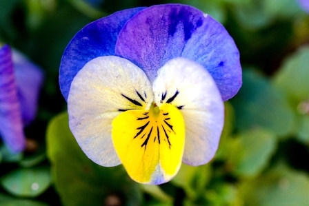 violka trojbarevna kvet