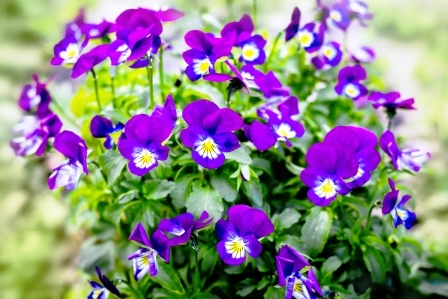 Modro fialove kvety fialky